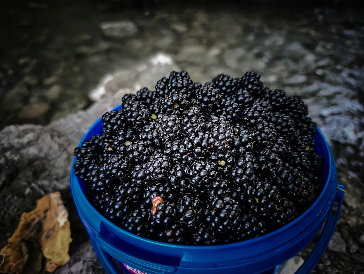 En hink med nyplockade björnbär från en sensommarkväll 2025